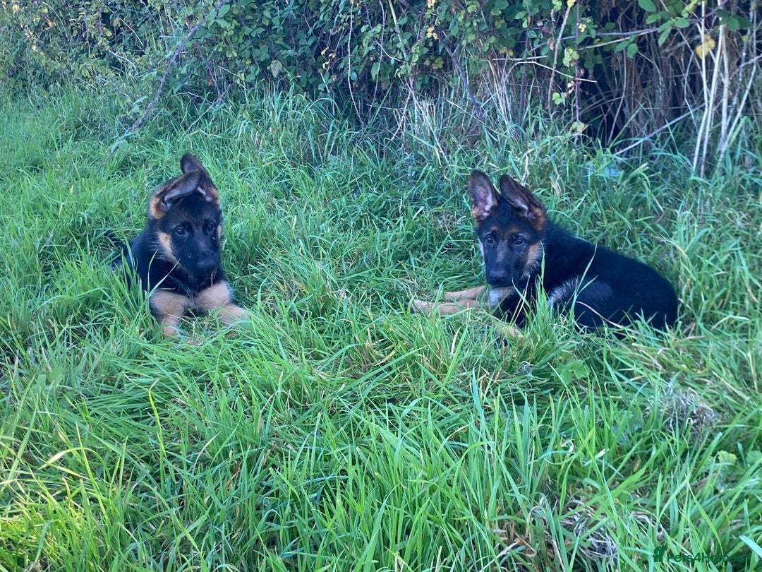 German Shepherd dogs for sale: 25 years experience breeding German Shepherds  - Image 20