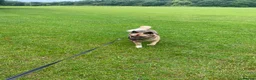 Mixed Breed dogs for sale: Nala Akita mix - Advert 3