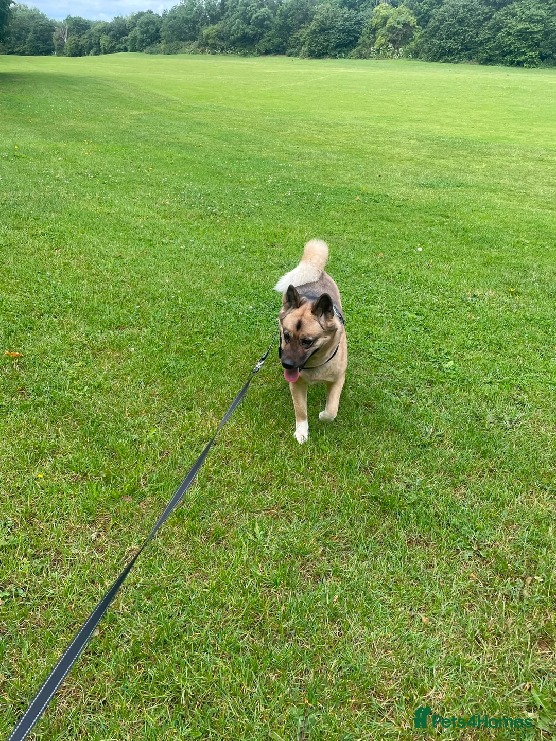 Mixed Breed dogs for sale: Nala Akita mix - Advert 3