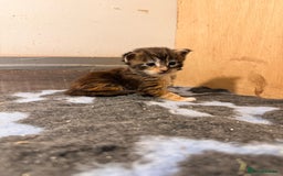 Maine Coon cats for sale: Ready for  22nd December - Advert 5