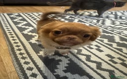 Mixed Breed dogs for sale: pug x Russian pom girl  - Image 4