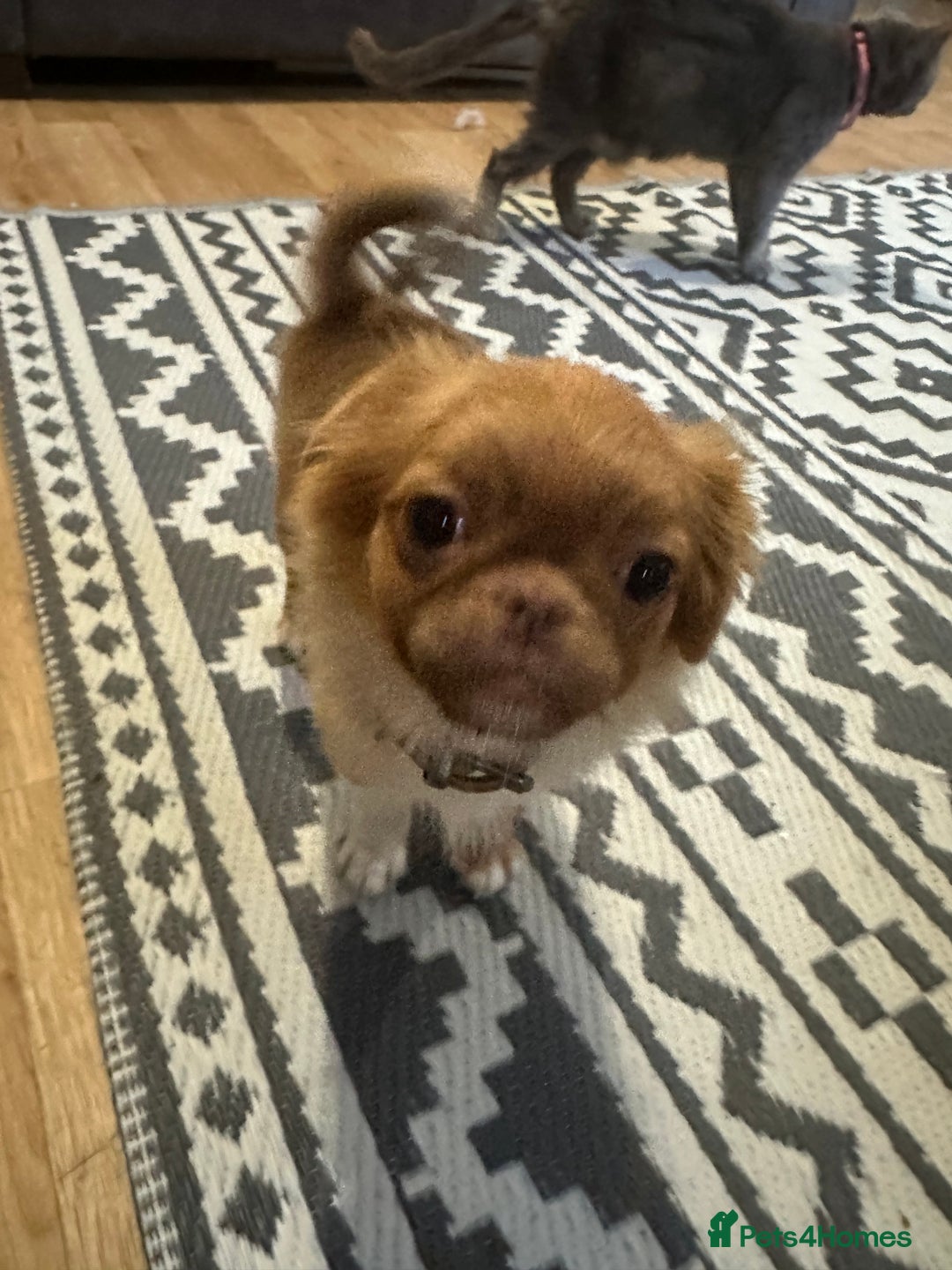 Mixed Breed dogs for sale: pug x Russian pom girl  - Image 4