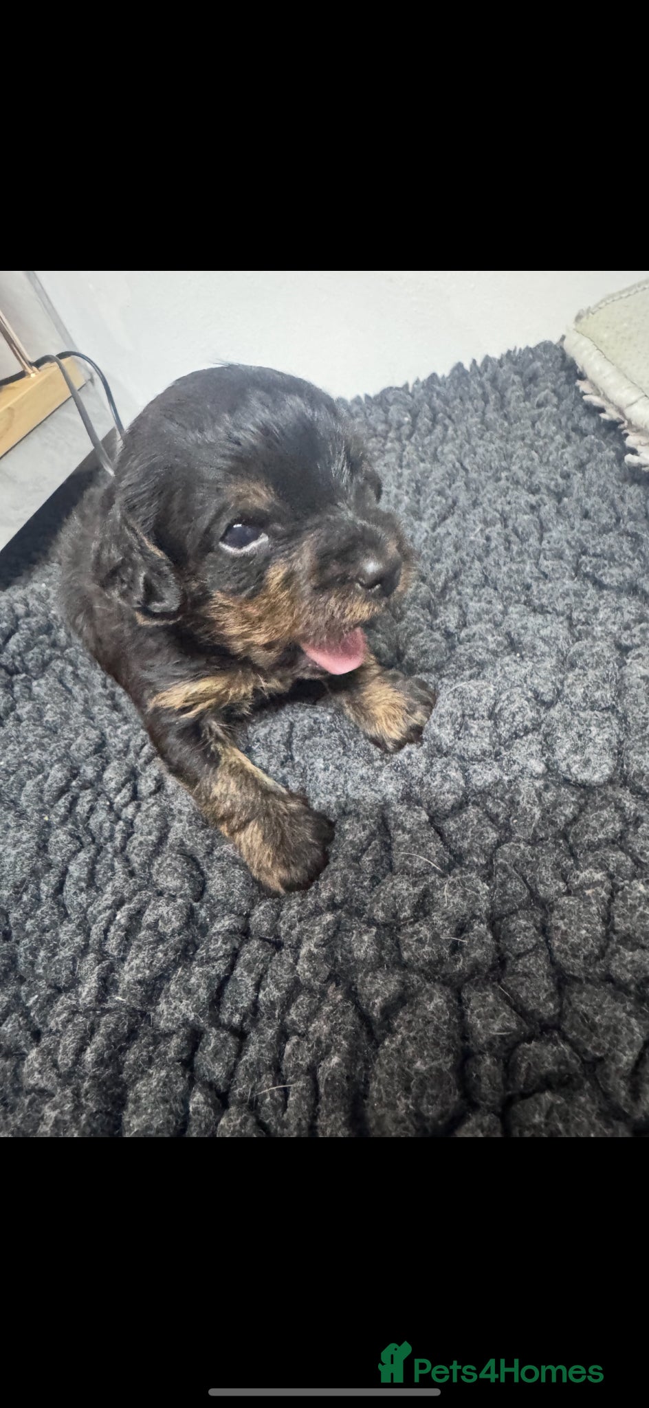 Yorkiepoo dogs Gorgeous litter of yorkipoos - Advert 9