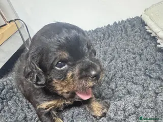 Yorkiepoo dogs Gorgeous litter of yorkipoos - Advert 9