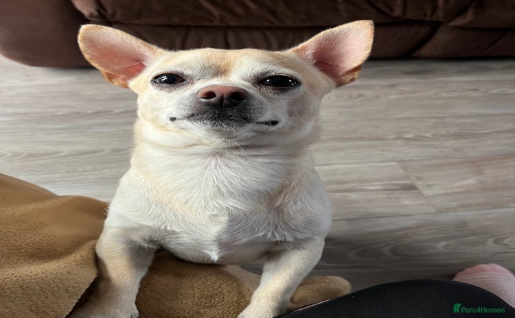 Chihuahua dogs - Advert 2