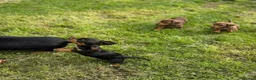 Dachshund dogs for sale: Female chocolate and tan dachshund - Advert 3