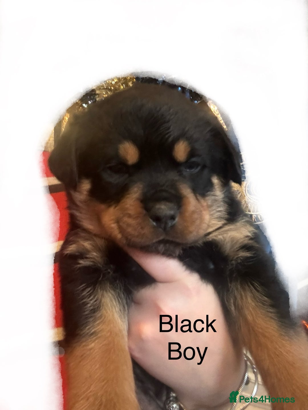 Rottweiler dogs for sale: **7 Pure Breed Rottweiler puppies** - Advert 11