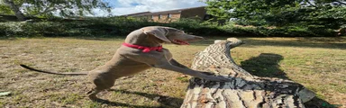 Weimaraner 1