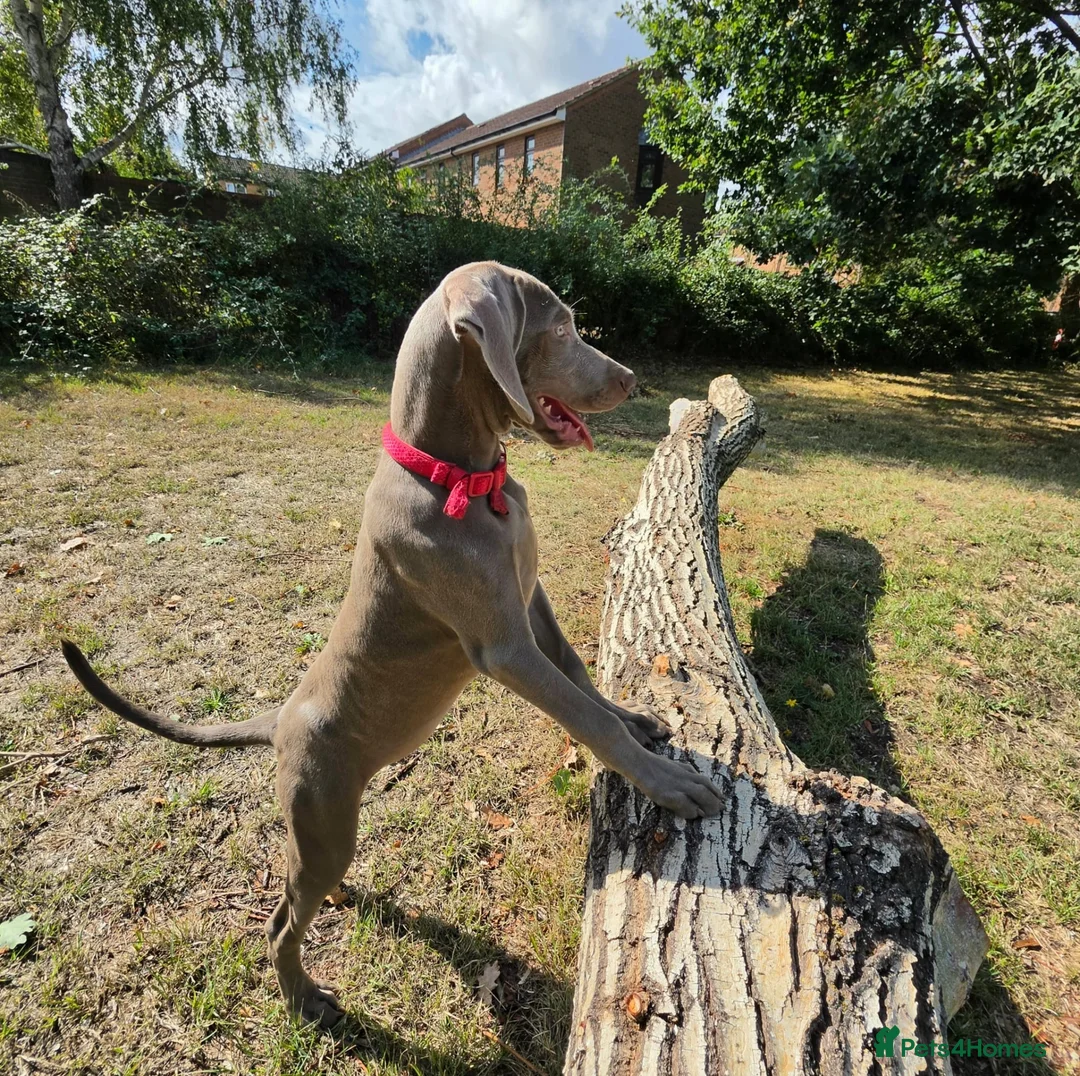 Weimaraner dogs for sale: Female Weimaraner for sale - Advert 2
