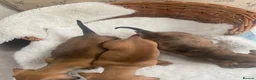 Miniature Dachshund dogs for sale: Miniature dapple dachshund puppies for sale  - Advert 9