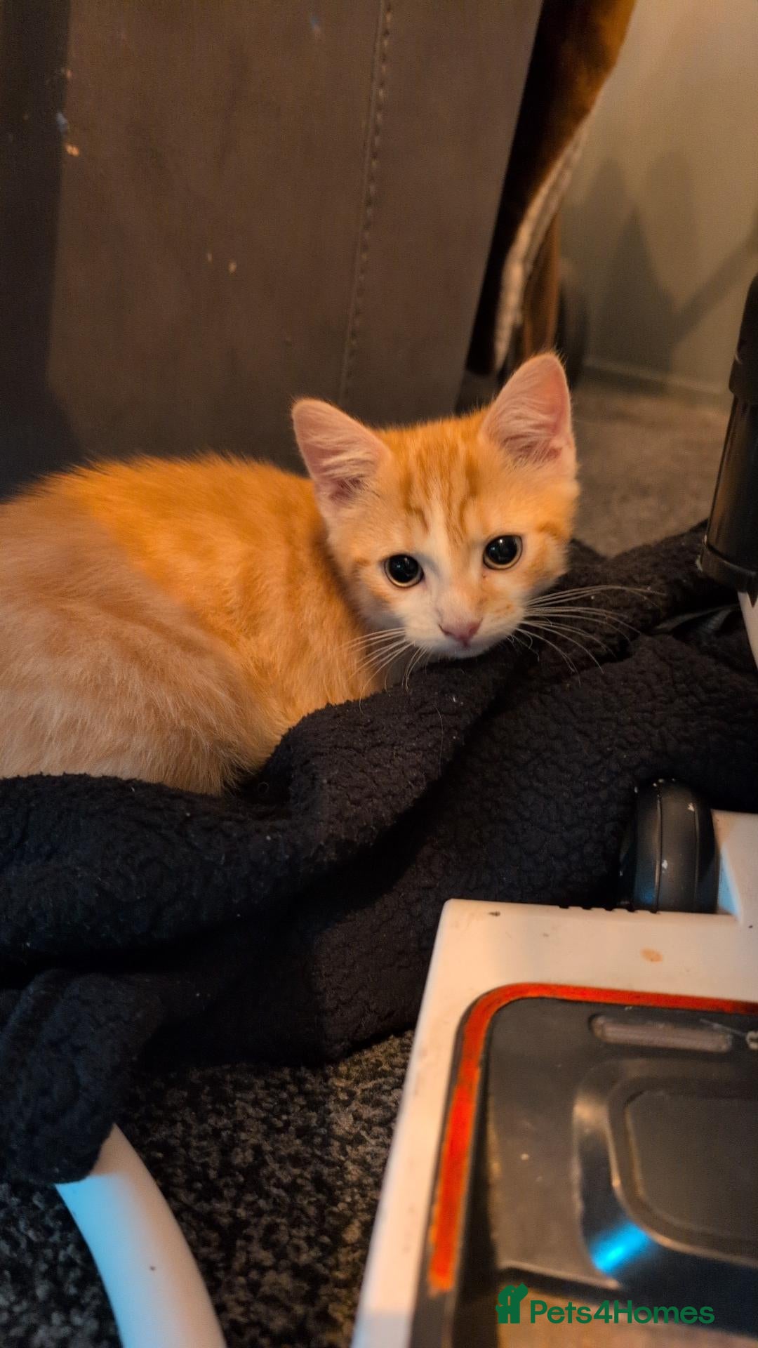 Mixed Breed cats Female ginger kitten  - Advert 3