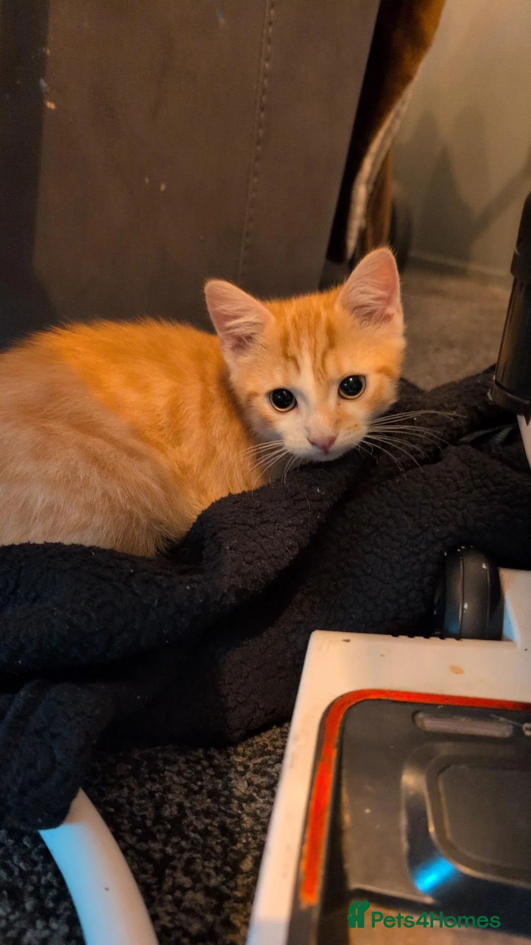 Mixed Breed cats for sale: Female ginger kitten  - Advert 1