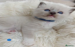 Ragdoll cats for sale: Stunning Ragdolls kittens  - Image 3