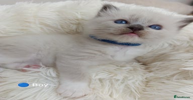Ragdoll cats - Advert 2