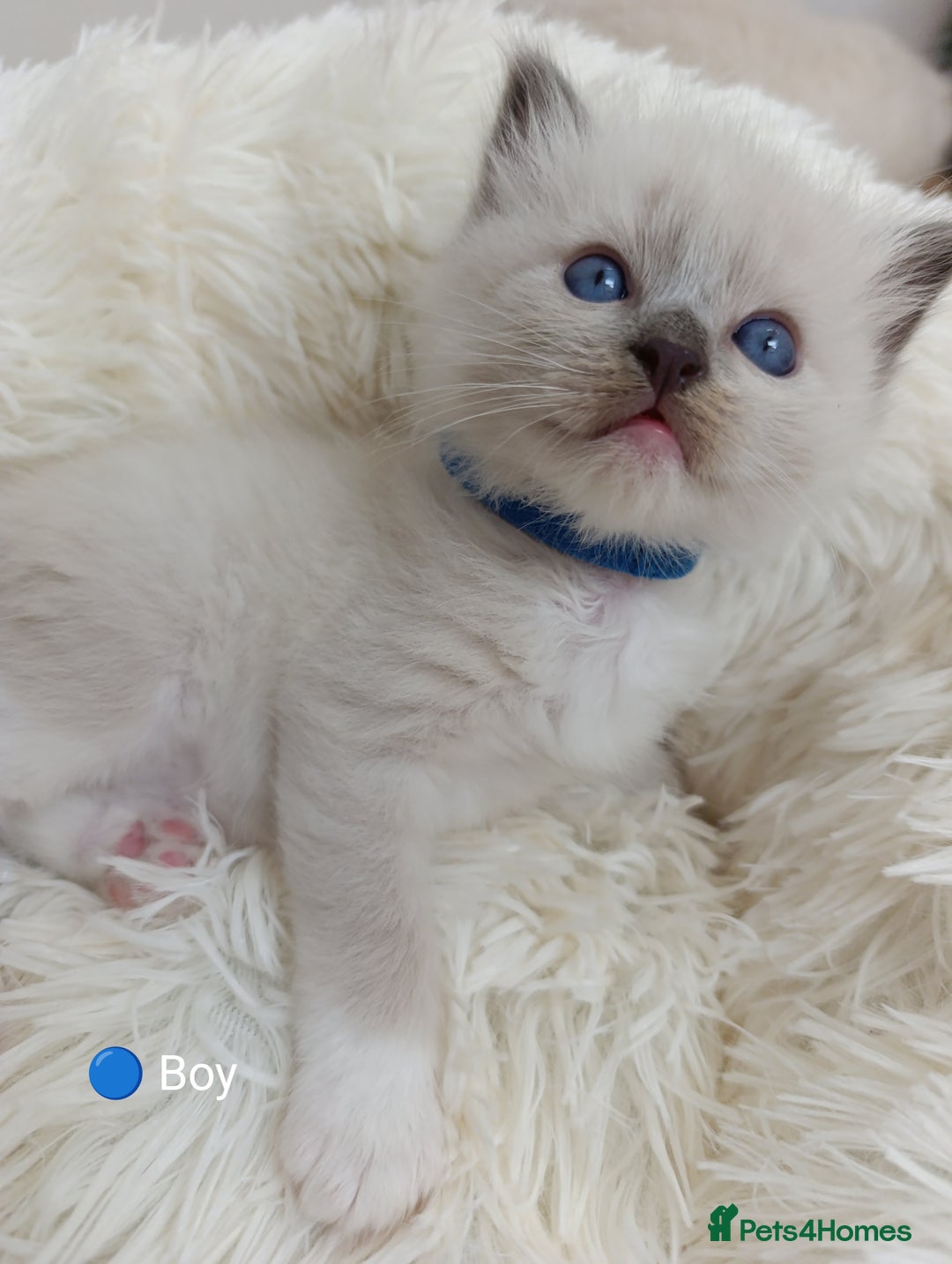 Ragdoll cats for sale: Stunning Ragdolls kittens  - Image 3