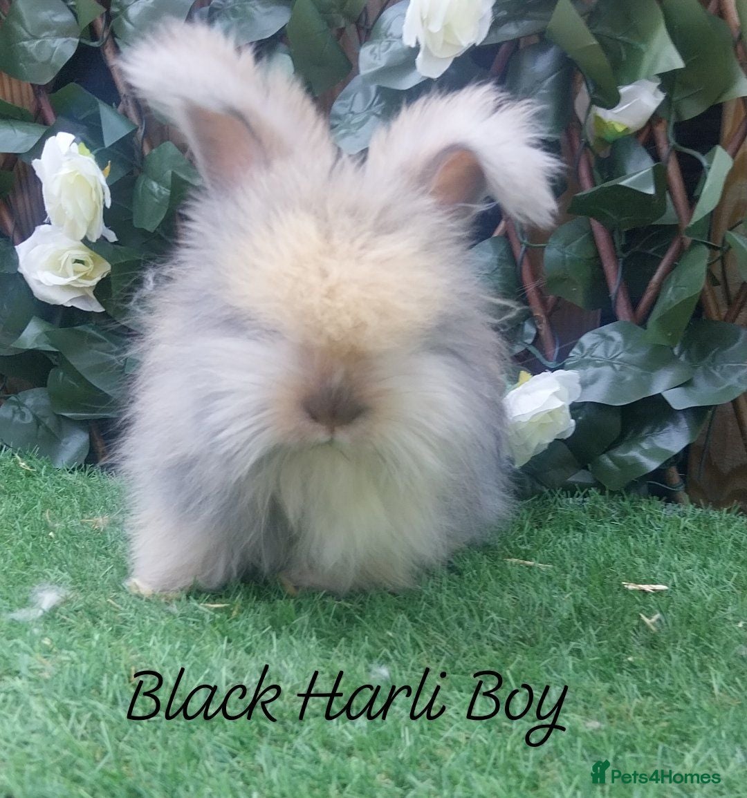 Angora rabbits Beautiful Angora Ready Now  - Advert 1