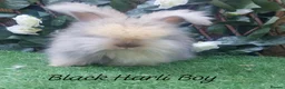 Angora rabbits for sale: Beautiful Angora Ready Now  - Advert 1