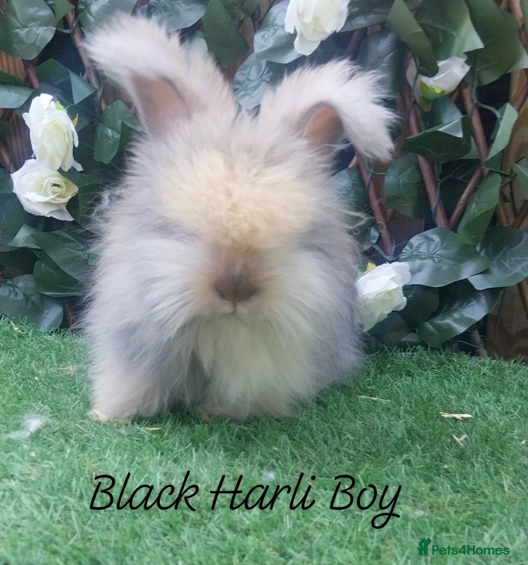 Angora rabbits for sale: Beautiful Angora Ready Now  - Advert 1