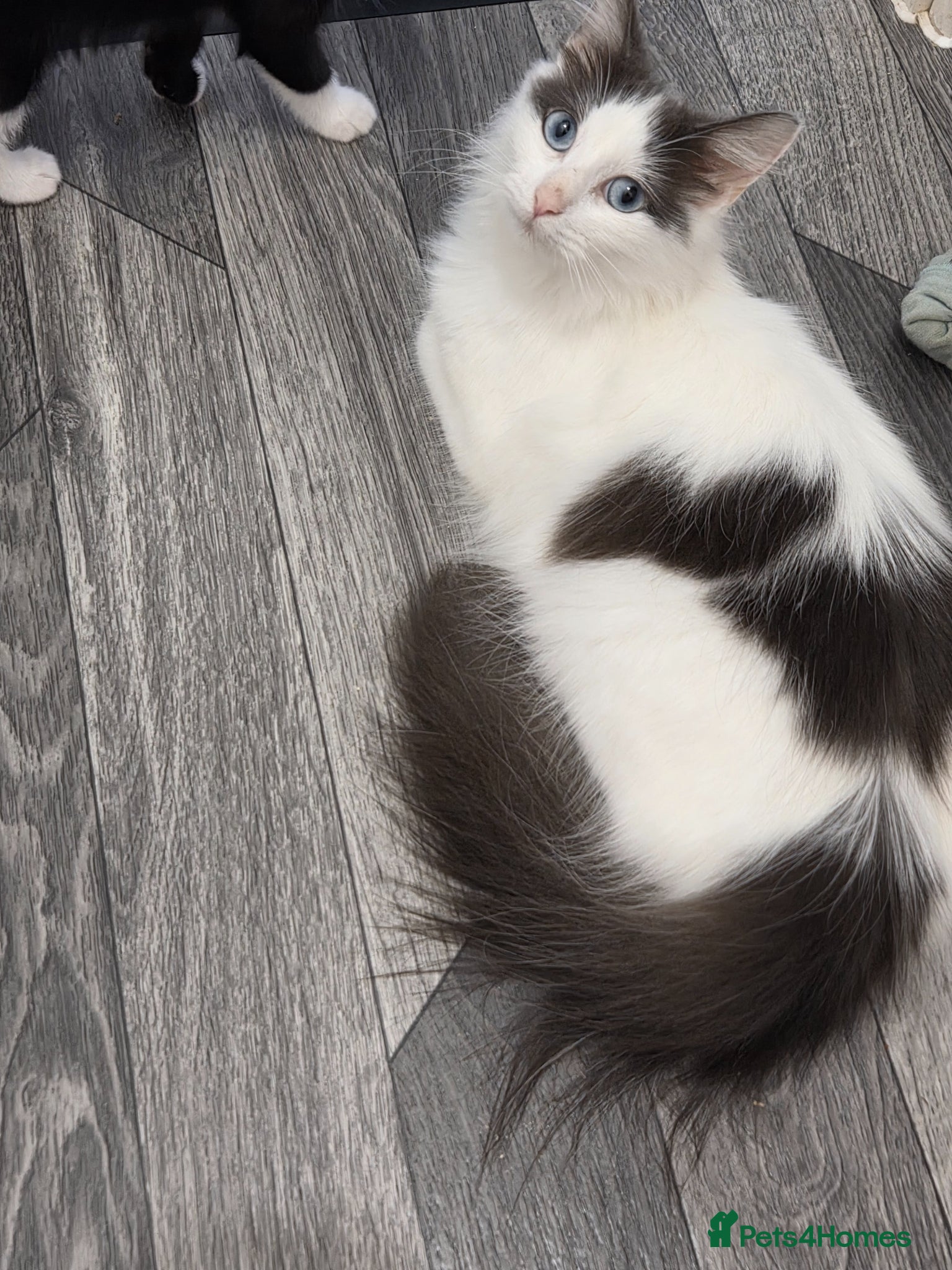 Mixed Breed cats Label £50 - Advert 6