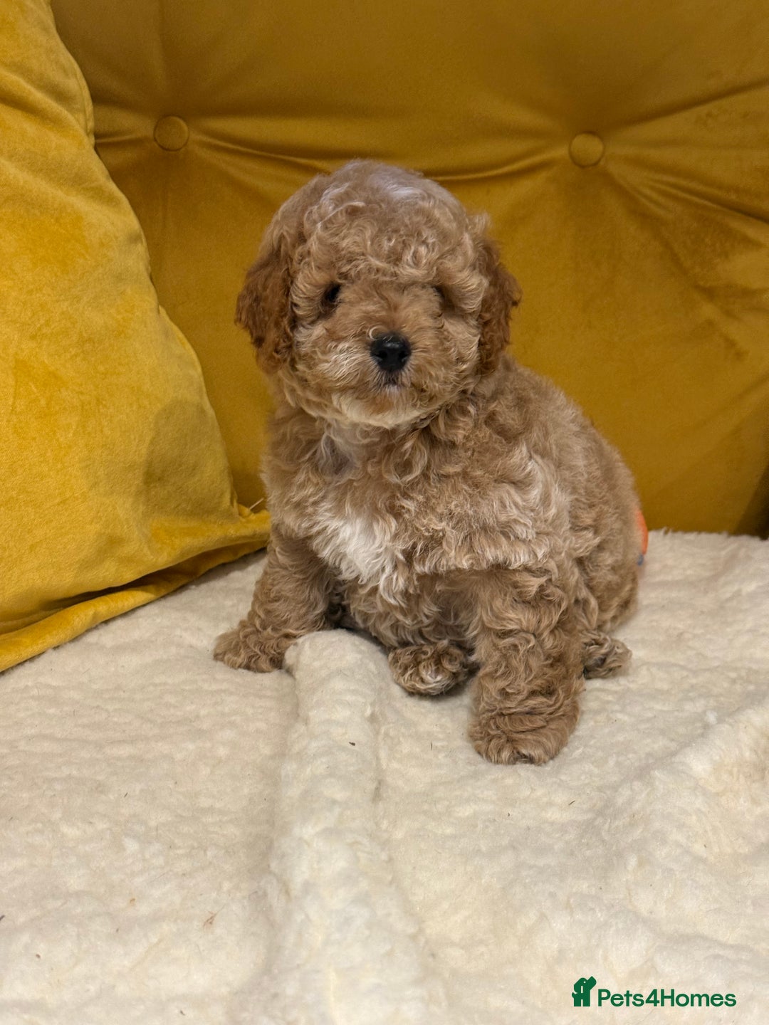 Cockapoo dogs for sale: Absolutely stunning puppies  - Advert 12