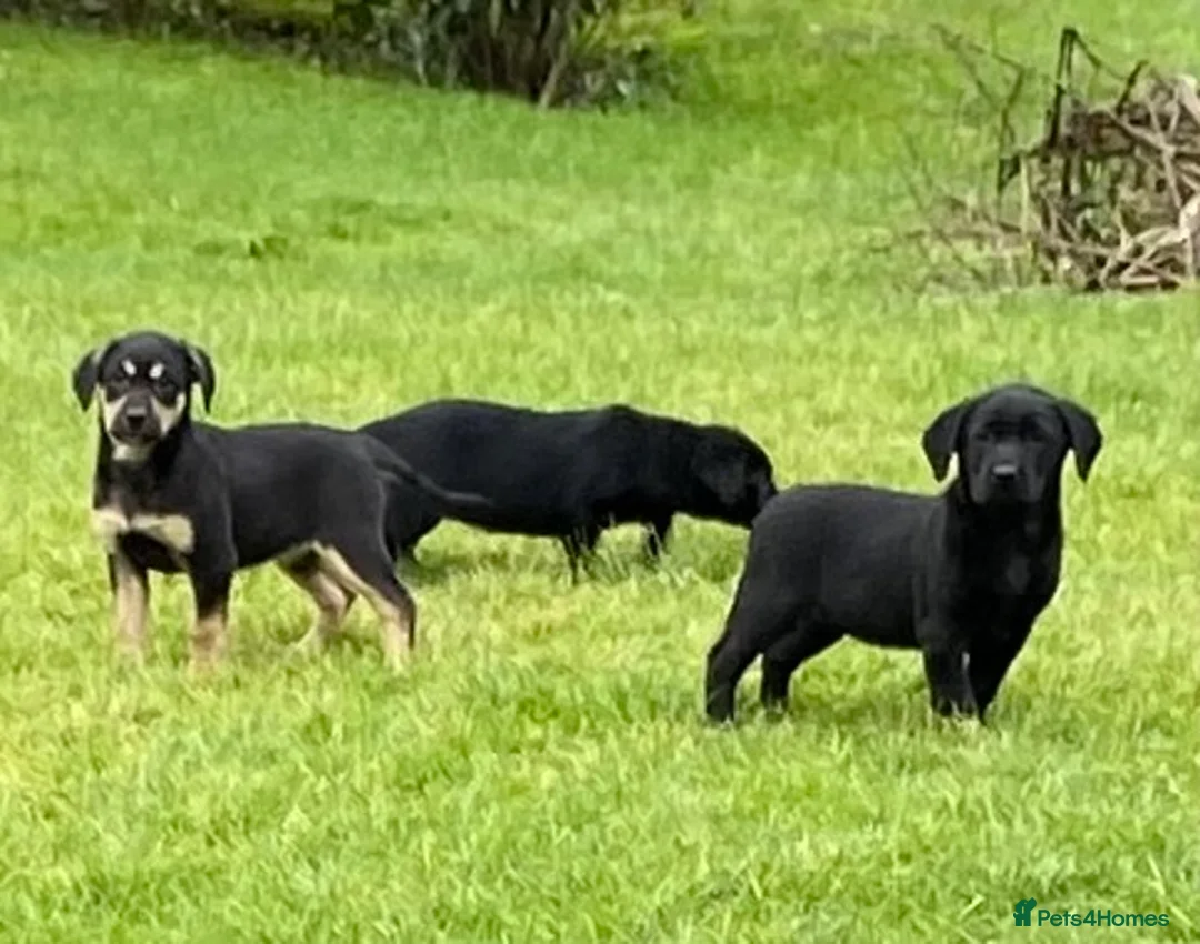 Labrador Retriever dogs for sale: Beautiful KC Reg bitch puppies - Advert 11