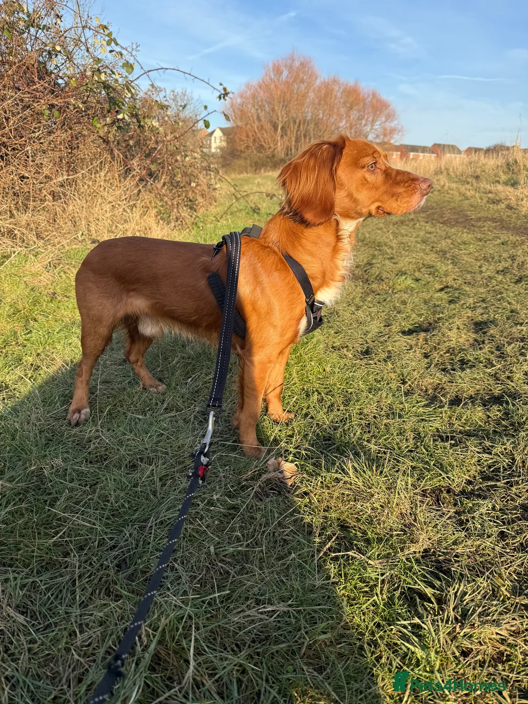 Cocker Spaniel dogs for sale: Looking for my forever home  - Advert 5