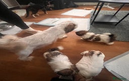 Shih Tzu dogs for sale: 5 beautiful puppies available  - Image 19