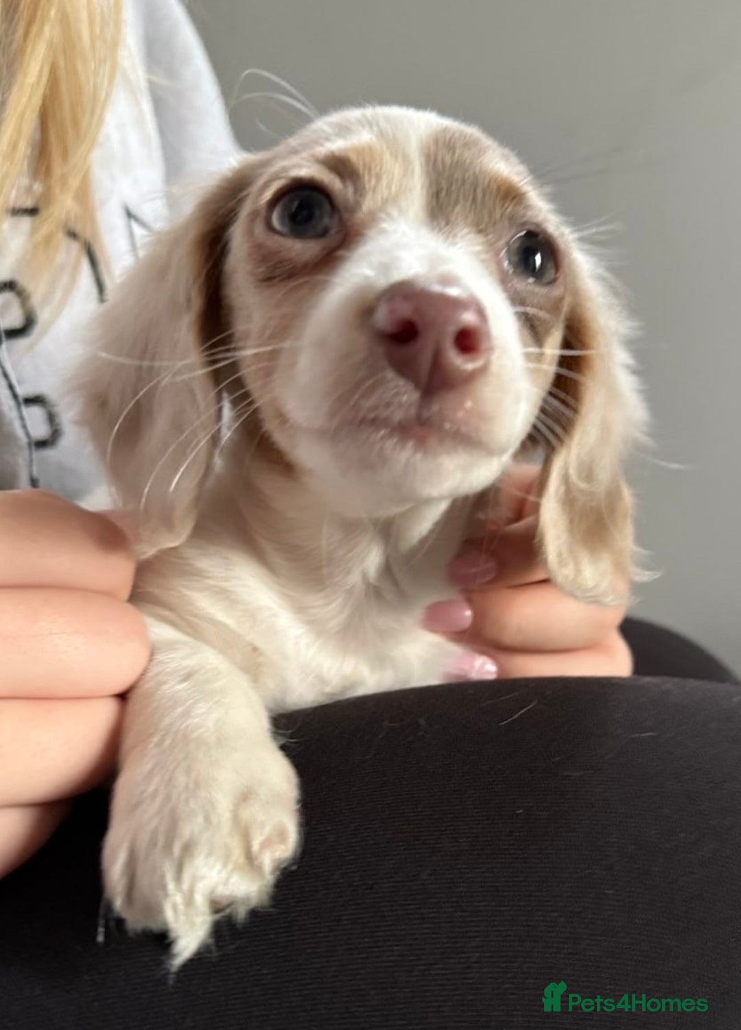 Miniature Dachshund dogs for sale: RE-OPENED AD 2x KC mini long haired 5* ready now  - Advert 6