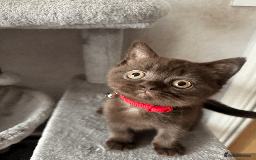 British Shorthair cats for sale: British shorthair kitten - Image 5