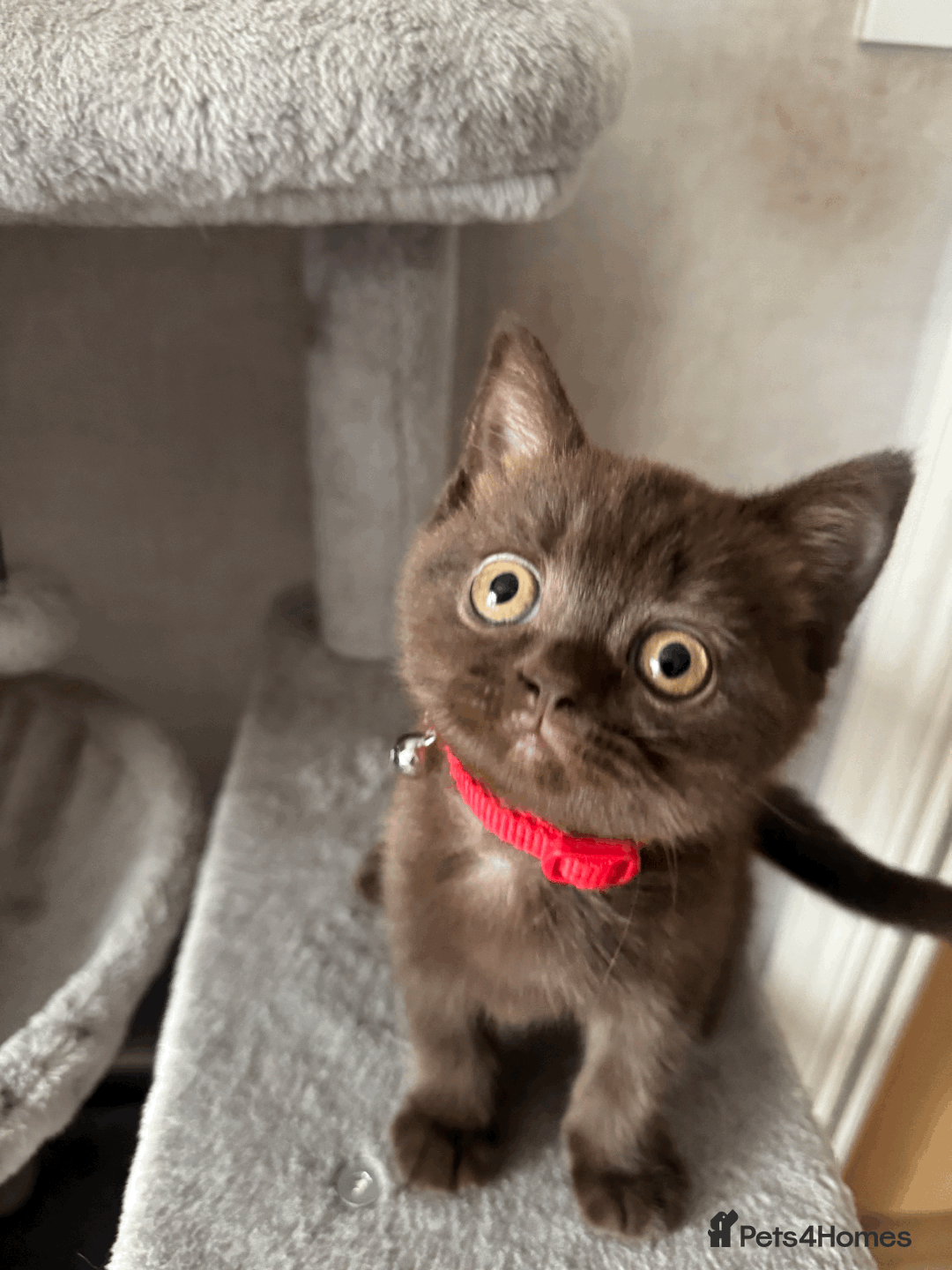 British Shorthair cats for sale: British shorthair kitten - Image 5