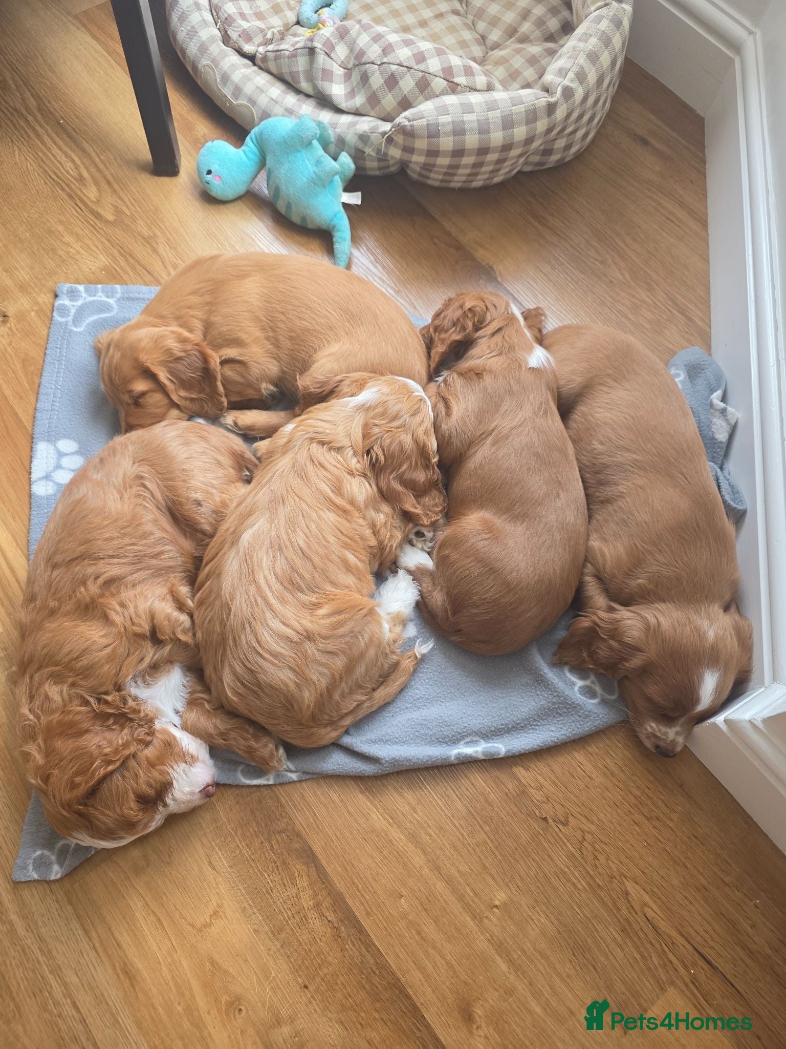 Cockapoo dogs F1B Toy Cockapoo puppies in North East - Advert 1