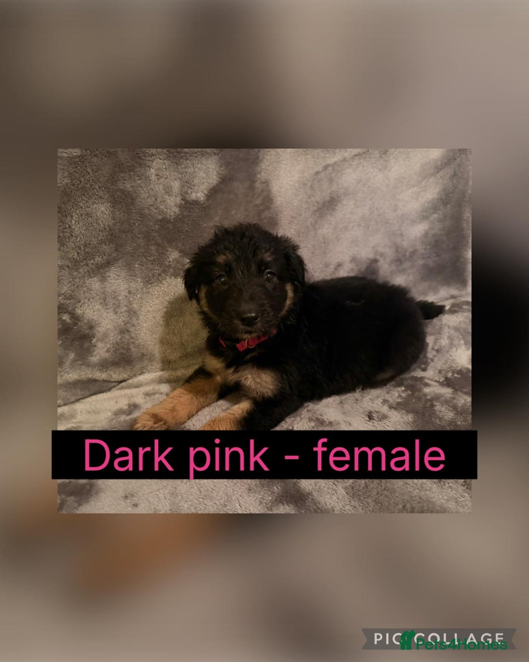 Mixed Breed dogs for sale: German Shepherd X BlueMerletan border collie  - Advert 10