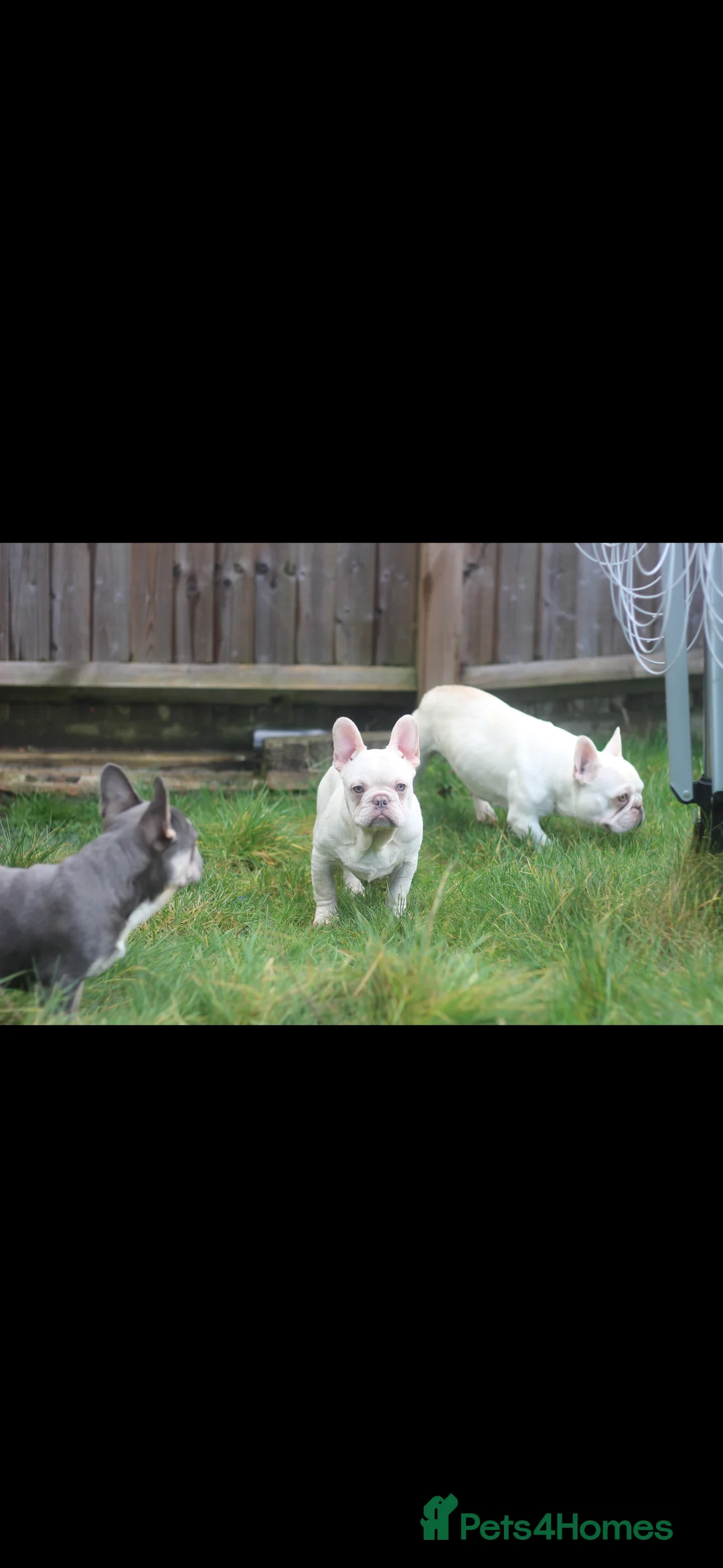 French Bulldog dogs for sale: Frenchies - 2 girls & 1 boy available  - Advert 3