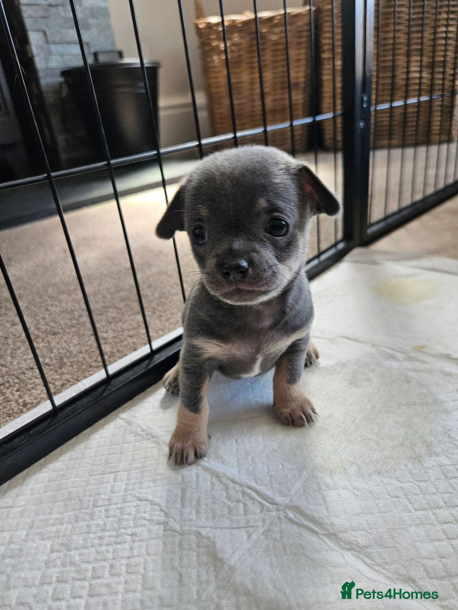 Chihuahua dogs Five Smoothcoat Chihuahua puppies for sale - Advert 2