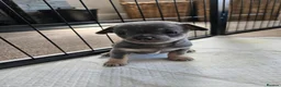 Chihuahua dogs for sale: Only 1 left ## Smoothcoat Chihuahua puppy for sale - Advert 12