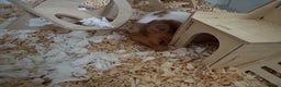 Hamster rodents for sale: Hamster full setup - Advert 3