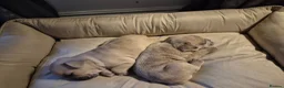 French Bulldog dogs for sale: French Bulldog Puppies - Advert 5