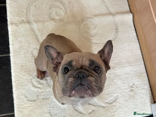 Mixed Breed dogs Froodle Puppies - Advert 11