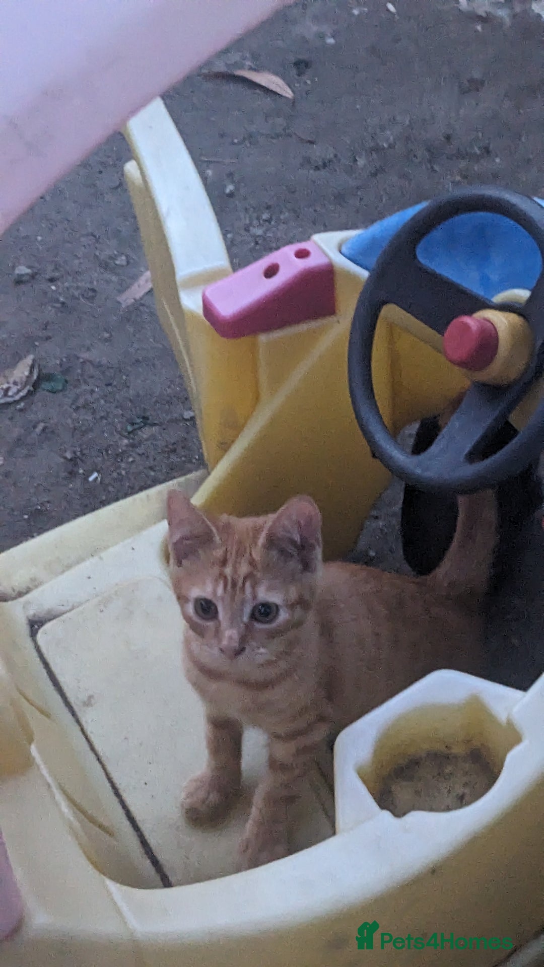 Mixed Breed cats for sale: 3-4 month kitten called Tom - Image 1