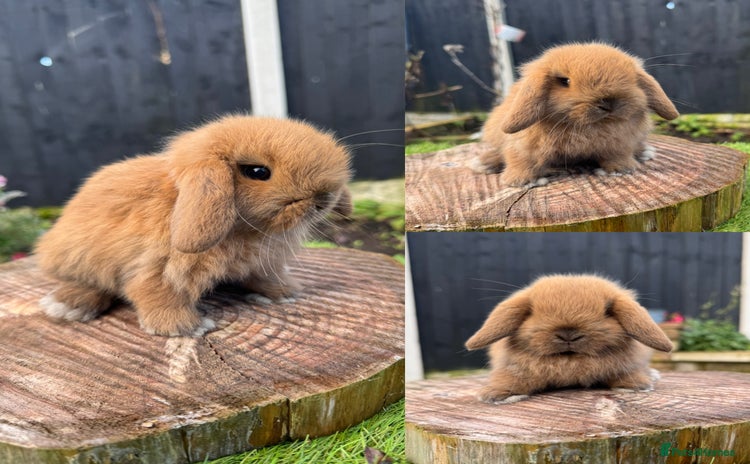 Mini Lop rabbits - Advert 4