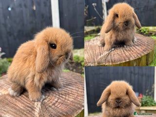 Mini Lop rabbits Mini lop baby bunnys ready now - Advert 15
