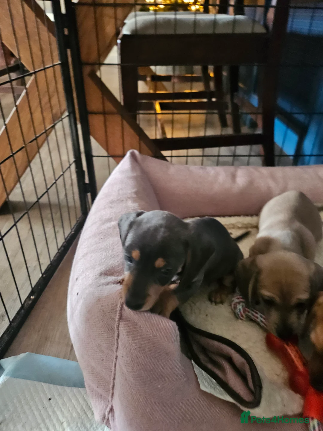 Miniature Dachshund dogs for sale: Kc registers mini smoothaired dachshund puppies - Advert 12