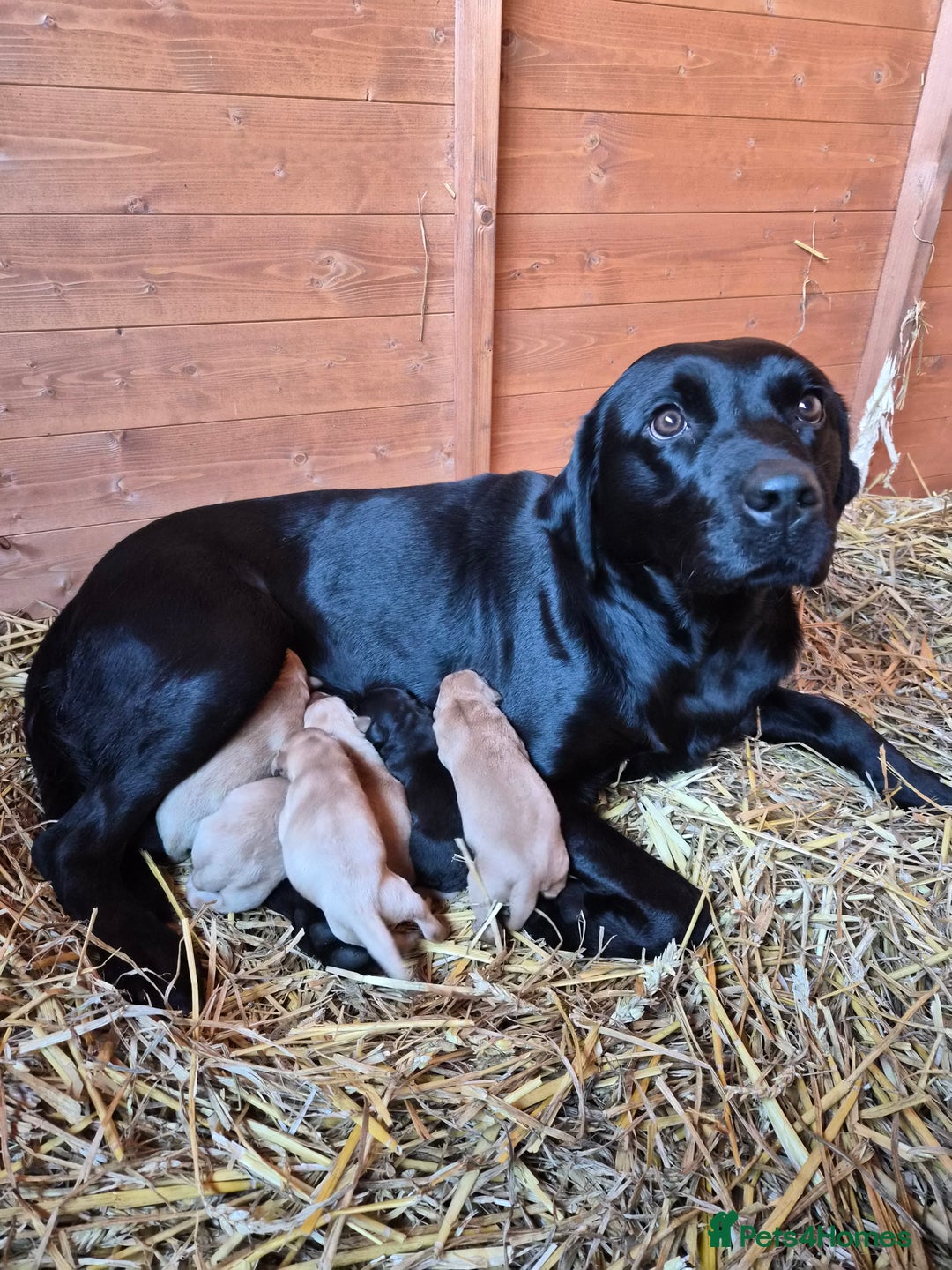 Labrador Retriever dogs for sale: Beautiful Labrador Retriever Puppies for Sale - Advert 1