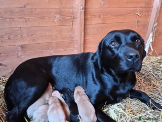 Labrador Retriever dogs Beautiful Labrador Retriever Puppies for Sale - Advert 1