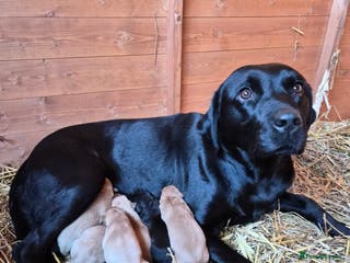 Labrador Retriever dogs Beautiful Labrador Retriever Puppies for Sale - Advert 1