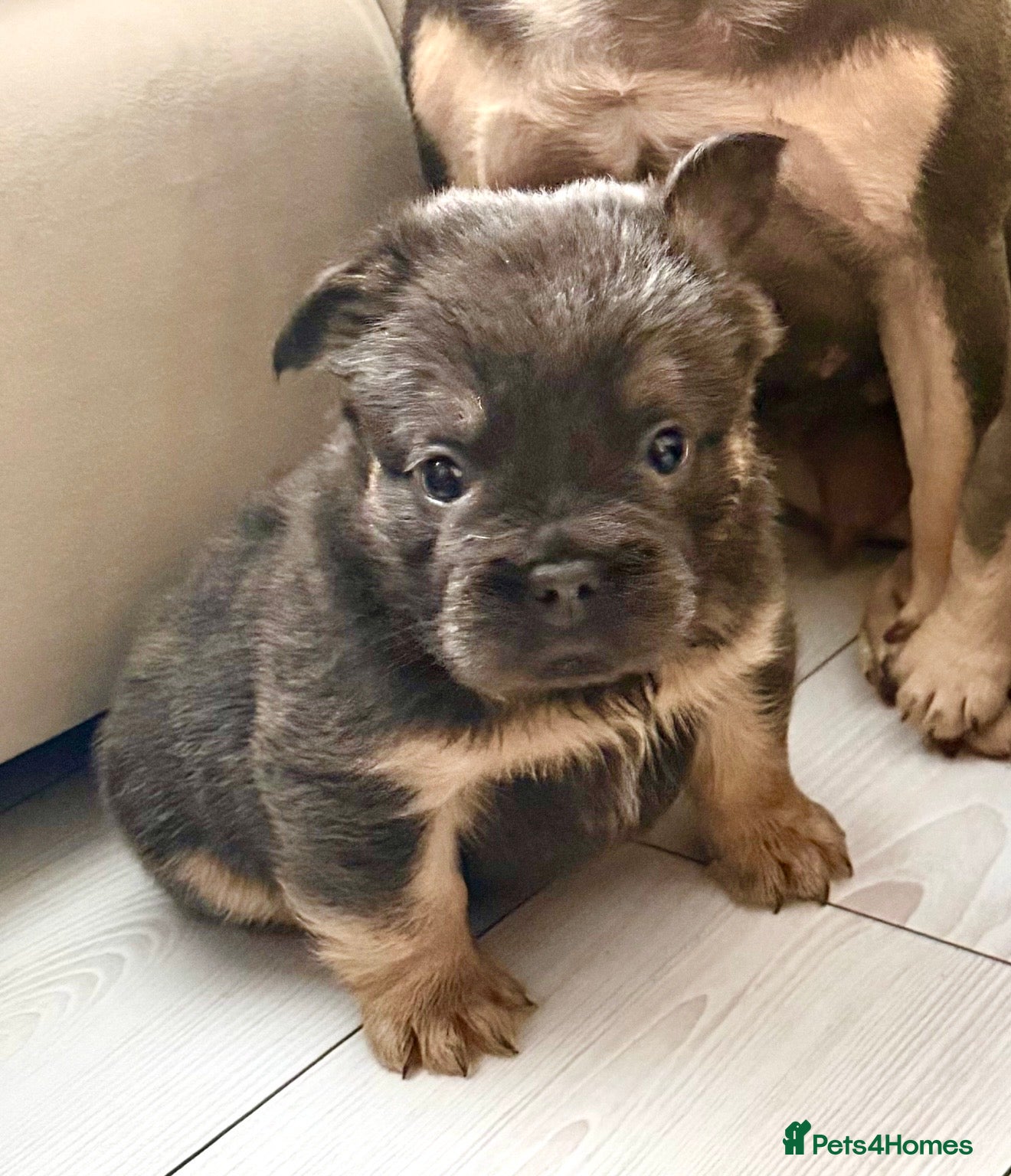 French Bulldog dogs Frenchie puppy ONLY 2 BOYS AVAILABLE NOW (REDUCED) - Advert 1