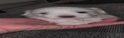 Maltese dogs for sale: Maltese puppies - Advert 18