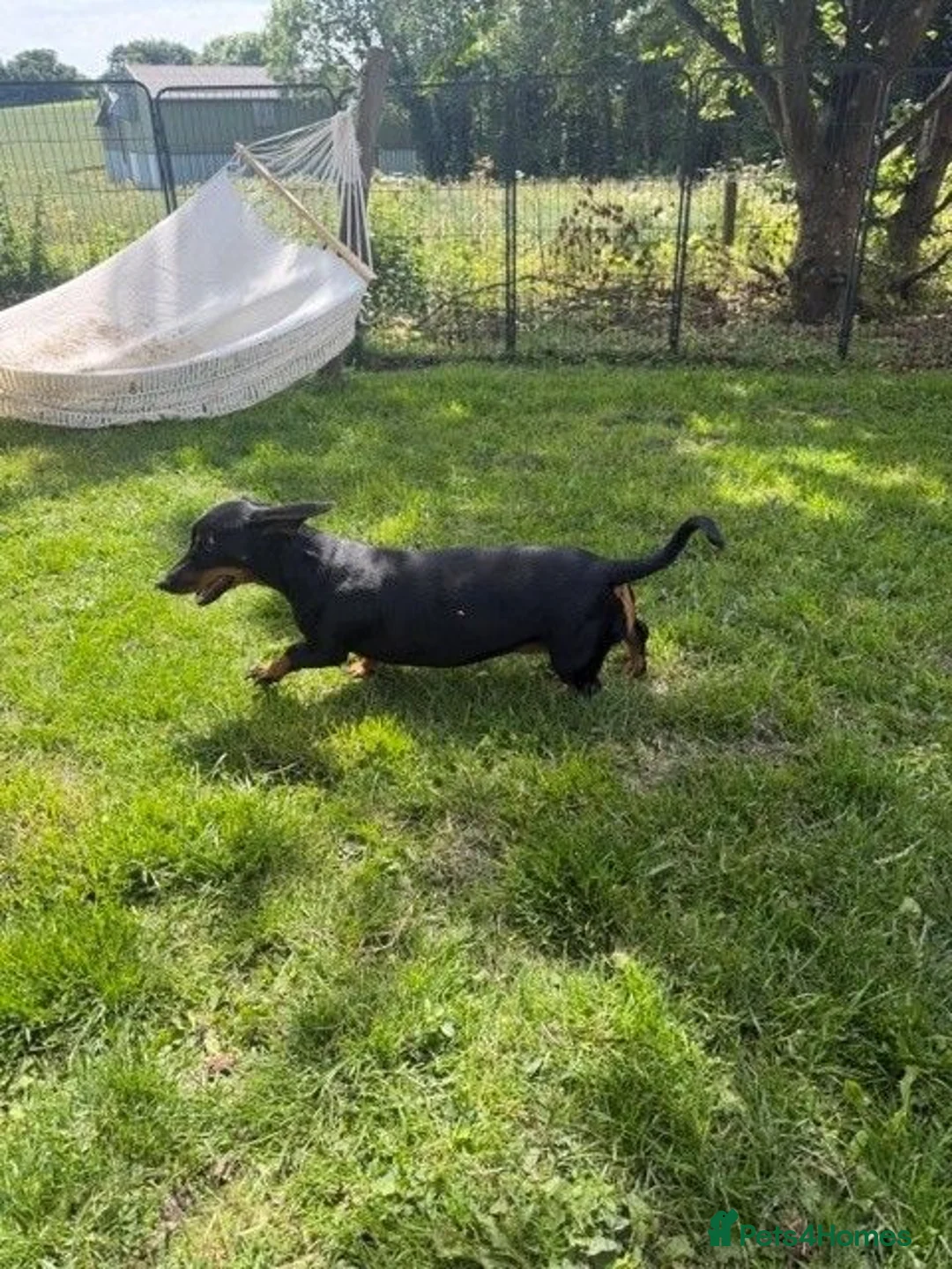 Dachshund dogs for sale: Standard Black and Tan Female Dachshund - Advert 6