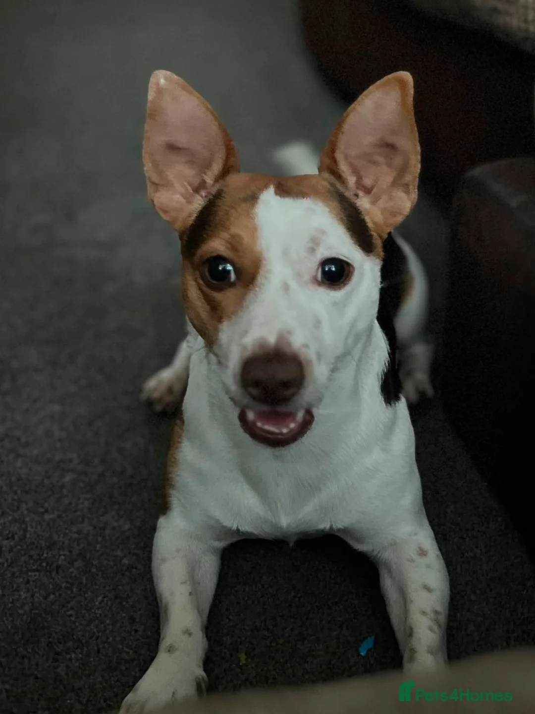 Jack Russell dogs for stud: Miniature jack Russell stud  in Broadstairs - Advert 2