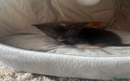 Mixed Breed cats for sale: Main coon mix kittens - Image 19